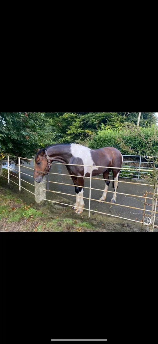 15.2. Gelding
