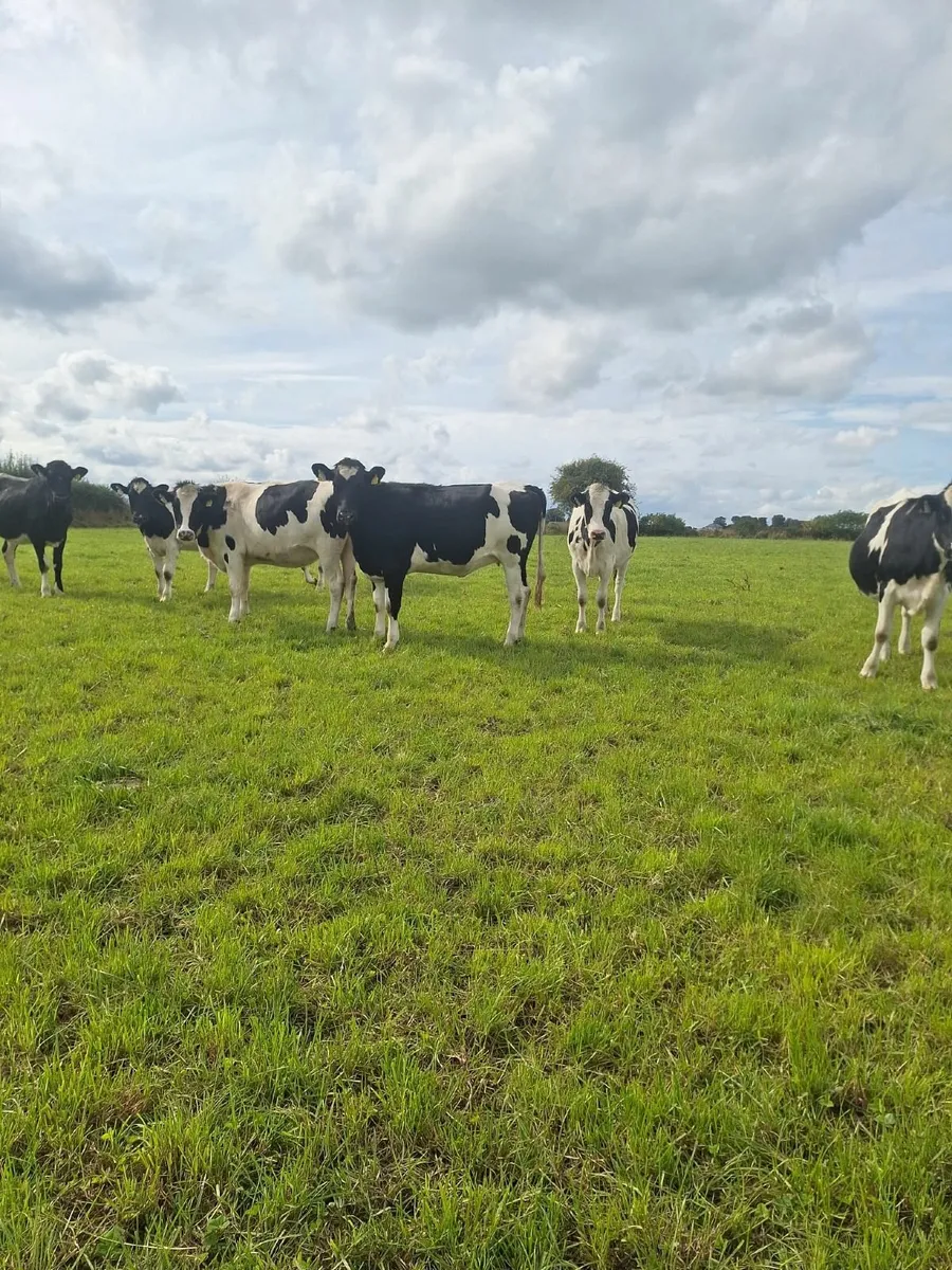 In Calf Heifers - Image 1