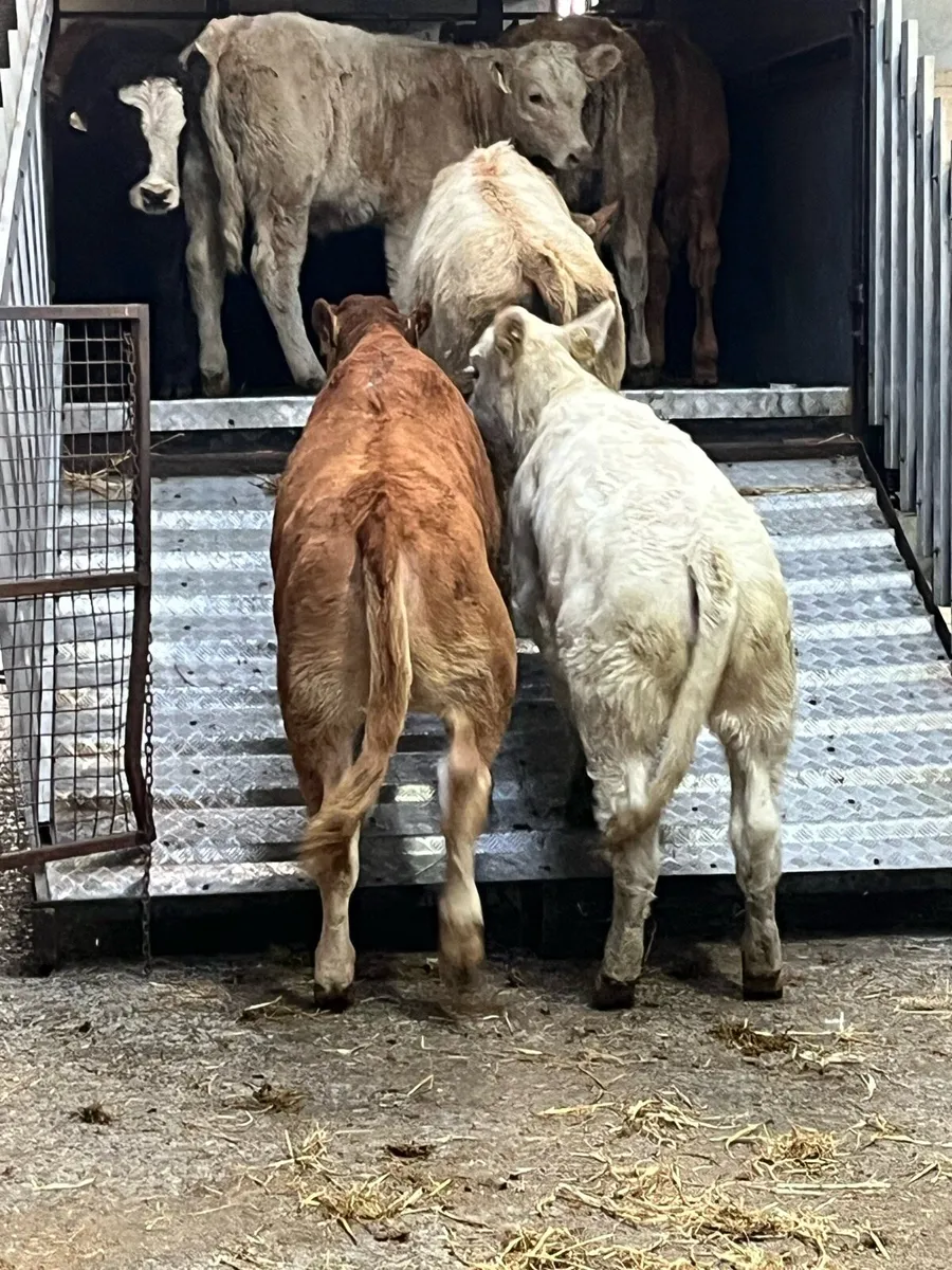 SUPER CH LIM SUCKLER BRED WEANLINGS - Image 1