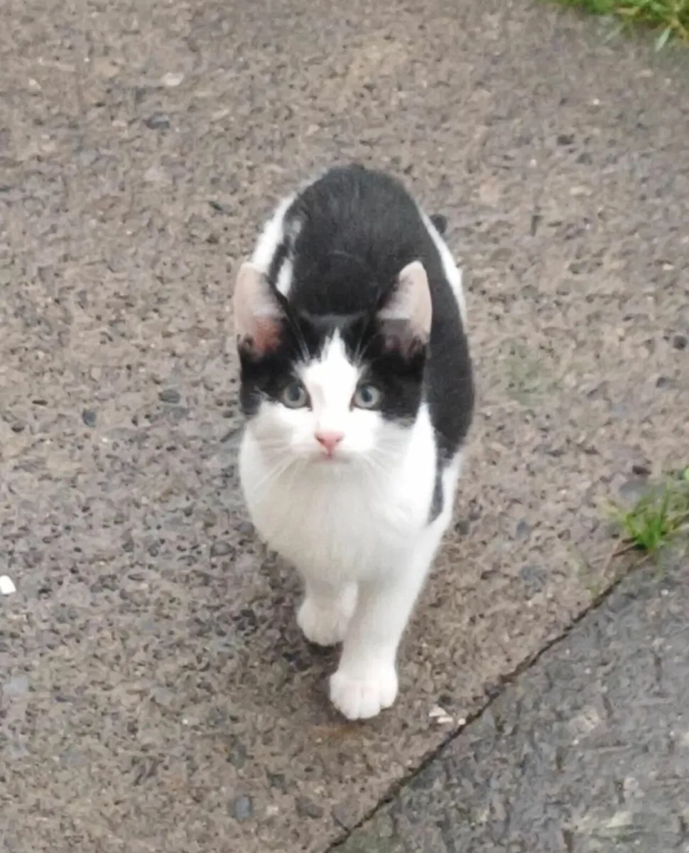 Kitten