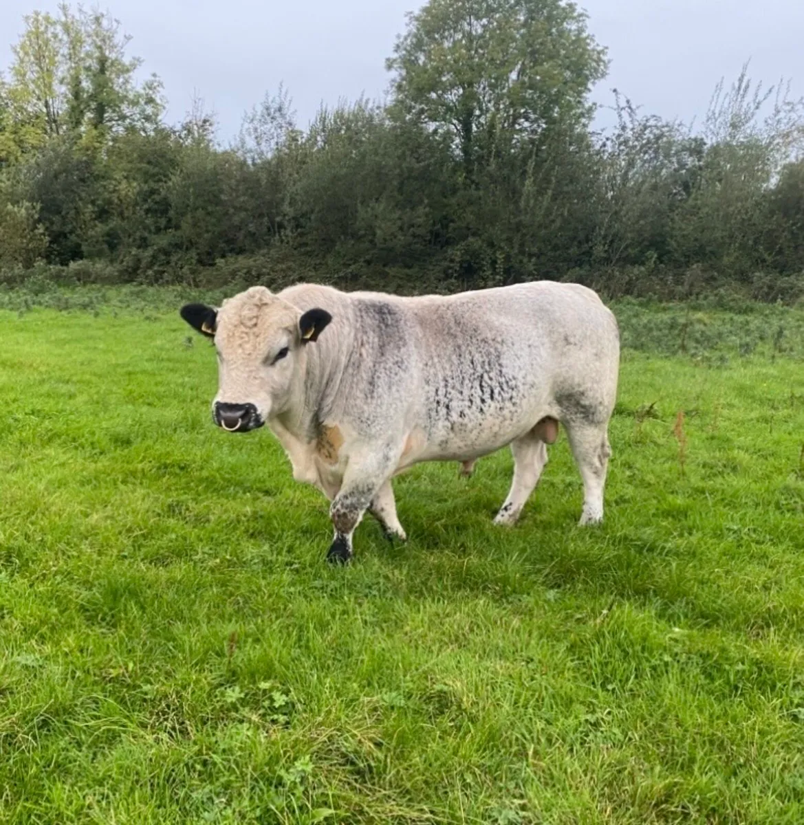 Pedigree registered Speckle Park Bull for sale - Image 1
