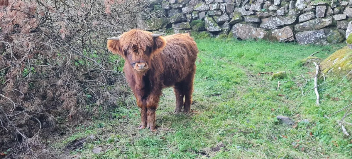 Pedigree Highland Heifer - Image 1