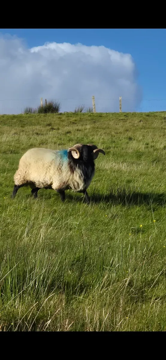 Sis Hogget ram