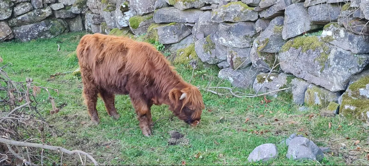 Pedigree Highland Heifer - Image 2
