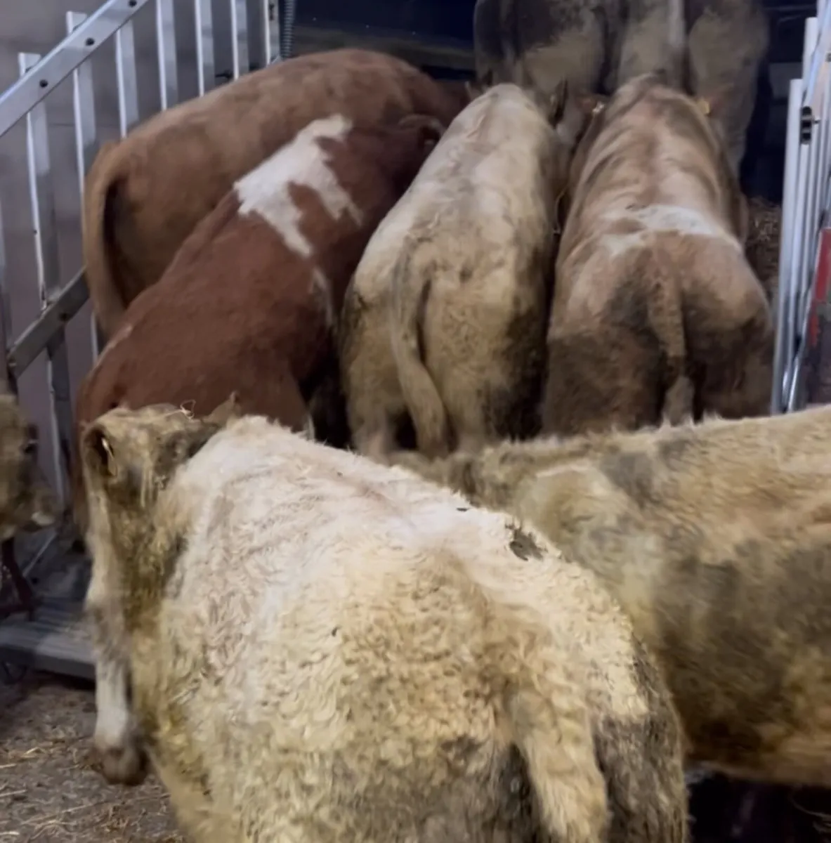 15 Super Charolais Bull Weanlings - Image 1