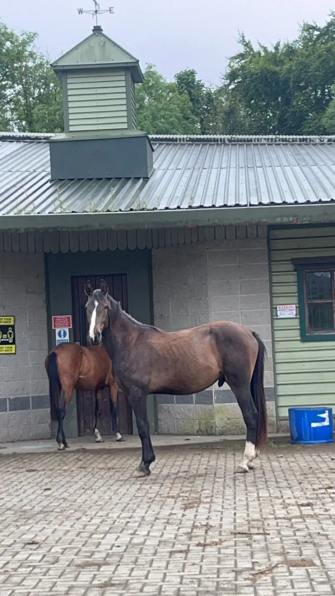 ISH Phenomene Bleu VDM colt - Image 3