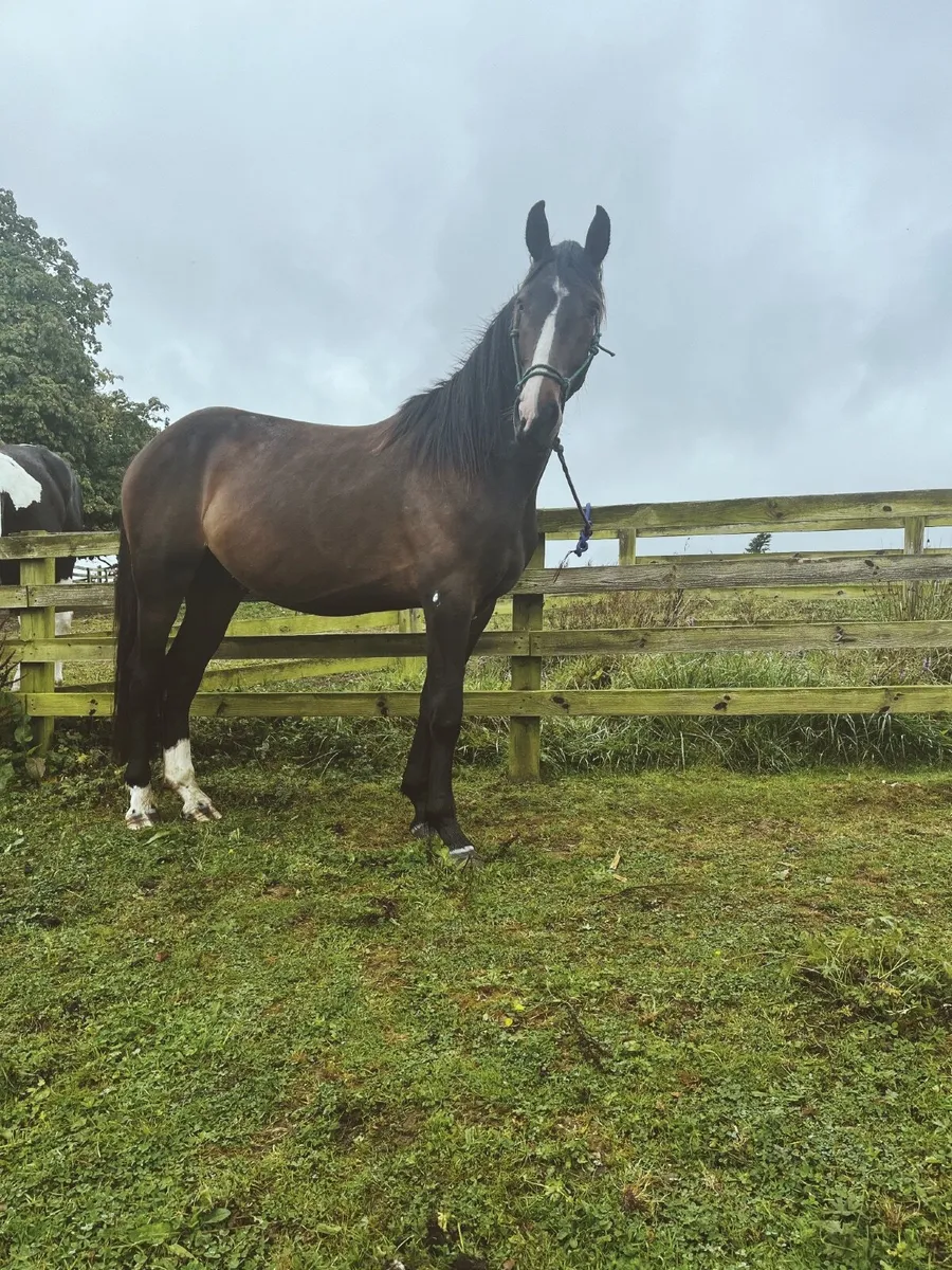 ISH Phenomene Bleu VDM colt - Image 1