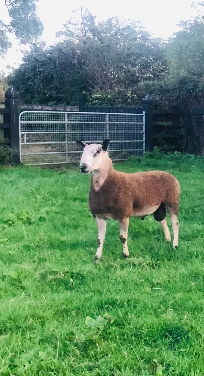 Bluefaced Leicester Hogget and Ram Lambs - Image 3