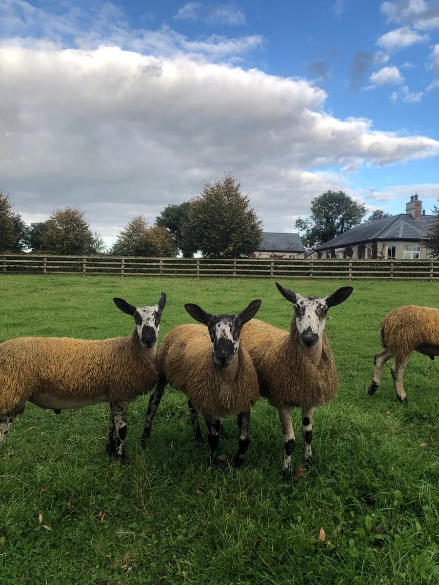 Bluefaced Leicester Hogget and Ram Lambs - Image 4