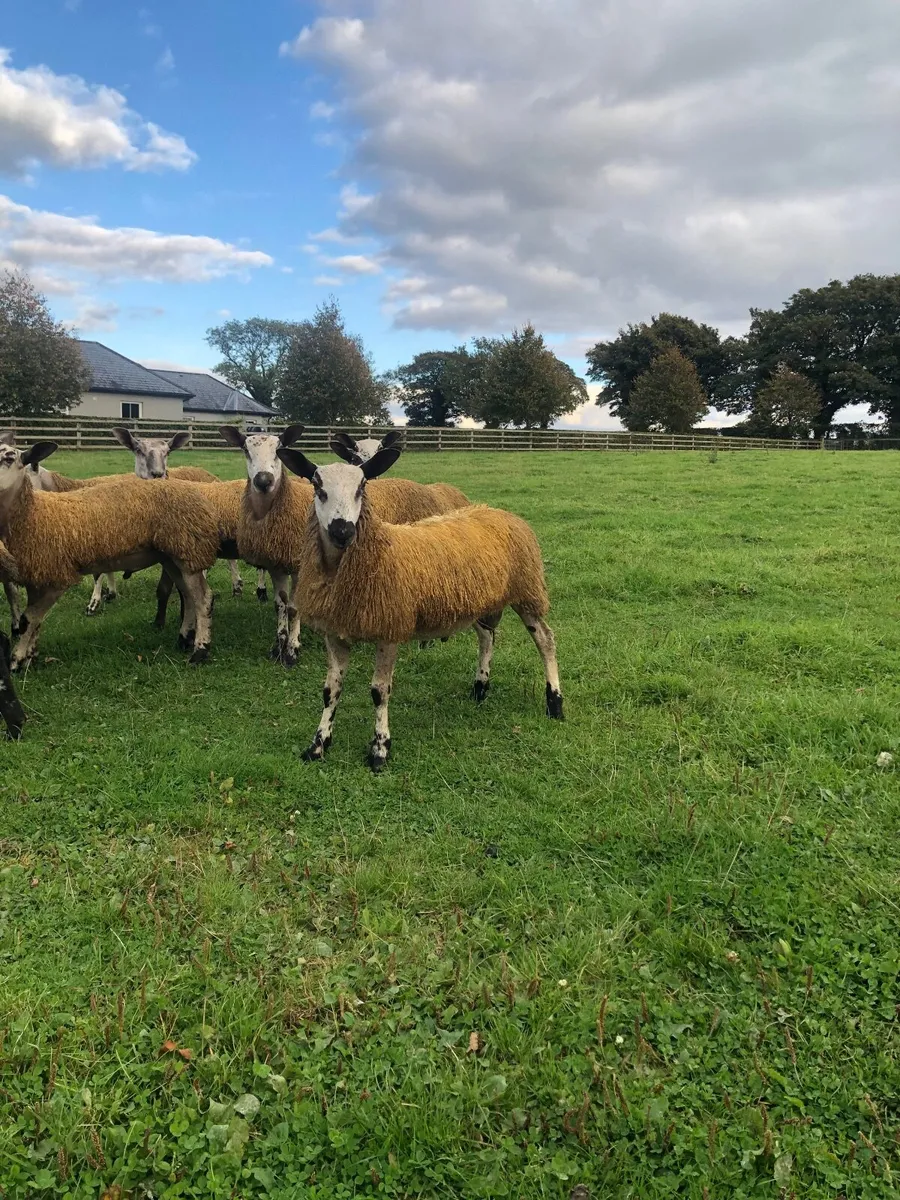 Bluefaced Leicester Hogget and Ram Lambs - Image 4