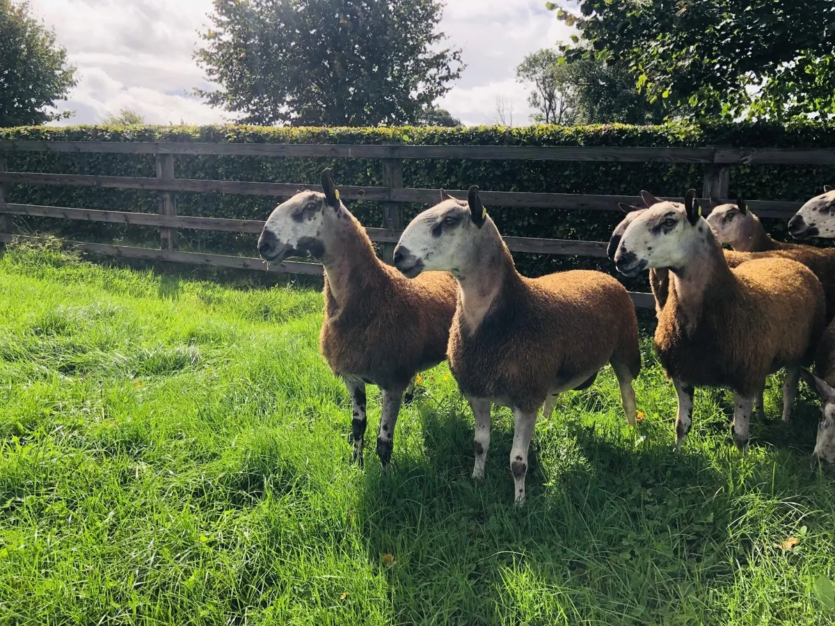 Bluefaced Leicester Hogget and Ram Lambs - Image 1