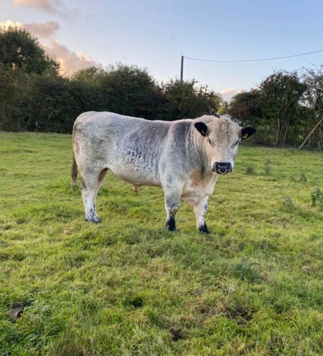 Pedigree registered Speckle Park Bull for sale - Image 2