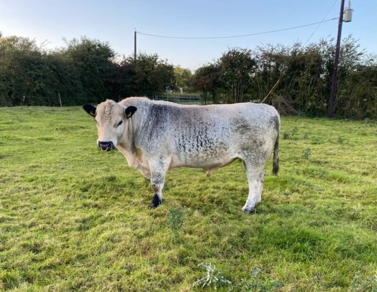 Pedigree registered Speckle Park Bull for sale - Image 3