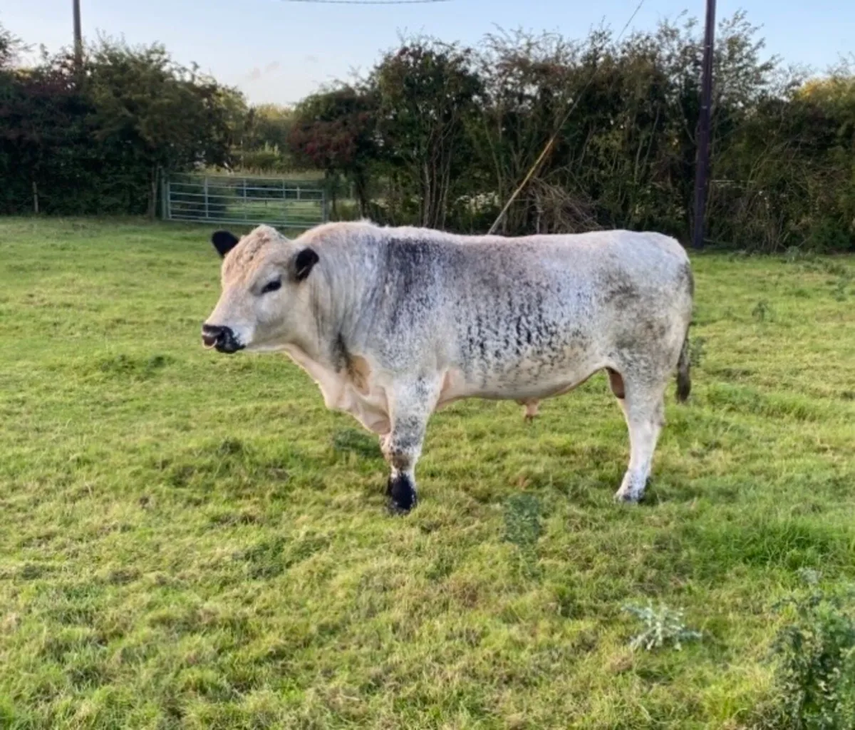 Pedigree registered Speckle Park Bull for sale - Image 4