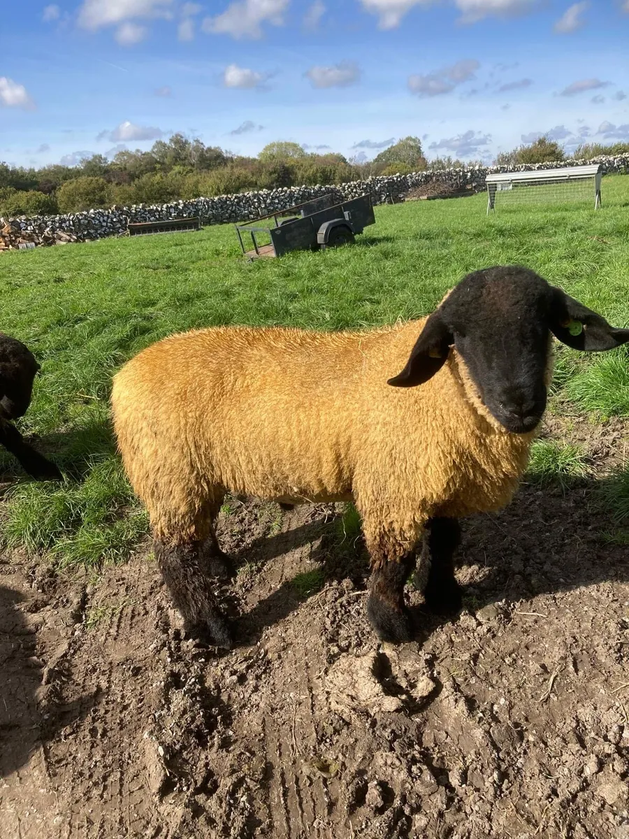 Pedigree Suffolk Ram Lambs - Image 1