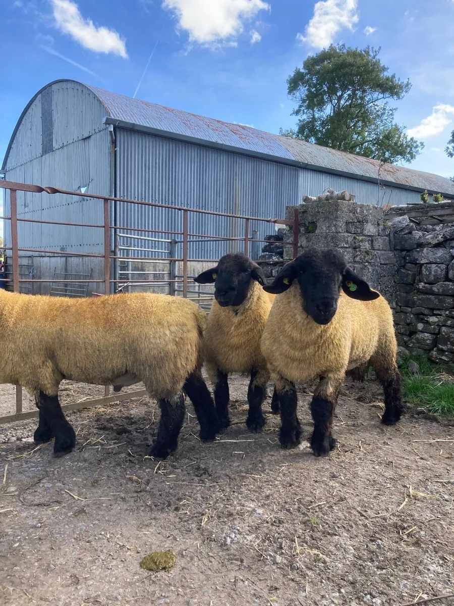Pedigree Suffolk Ram Lambs - Image 2