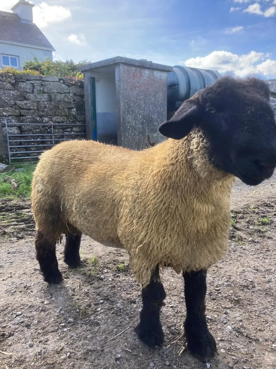 Pedigree Suffolk Ram Lambs - Image 3