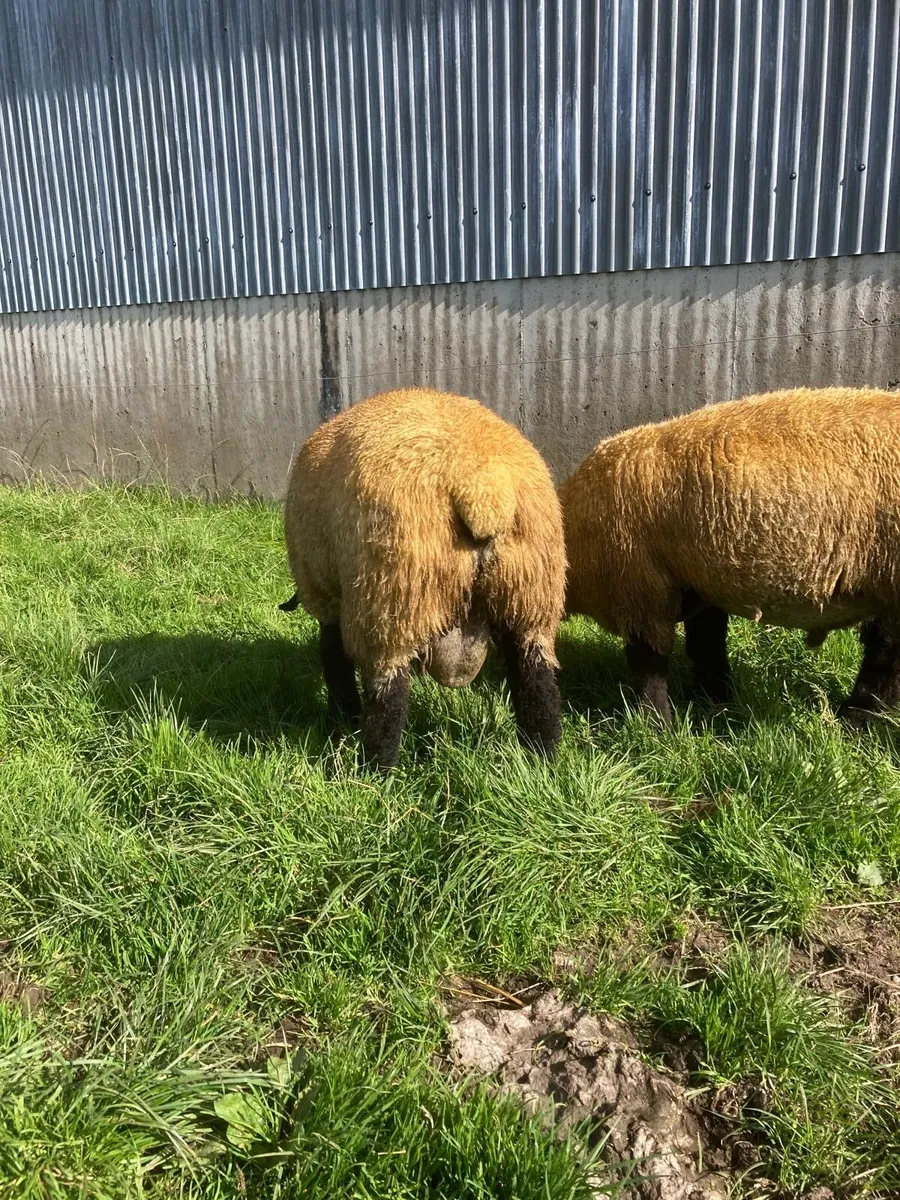 Pedigree Suffolk Ram Lambs - Image 4