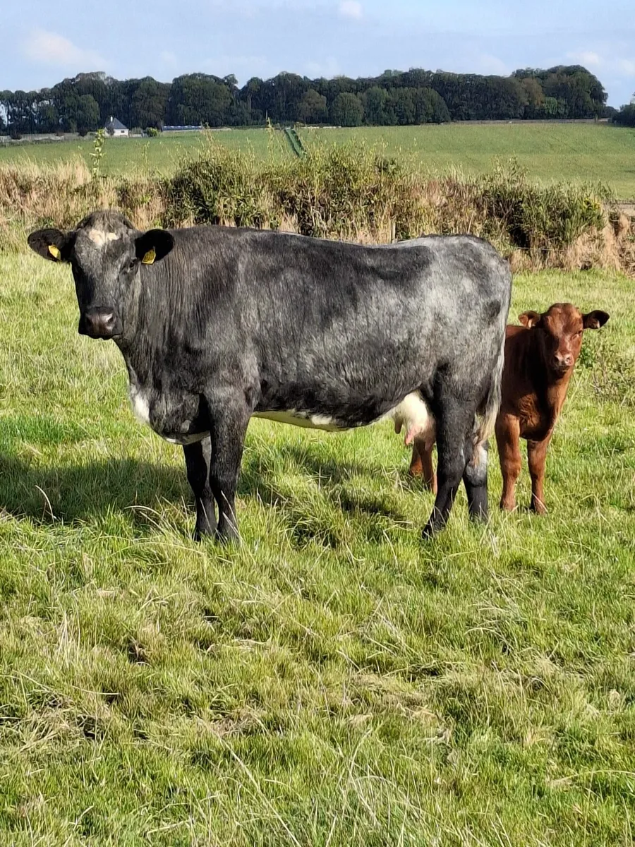 2021 Blue cow with roan calf at foot - Image 1