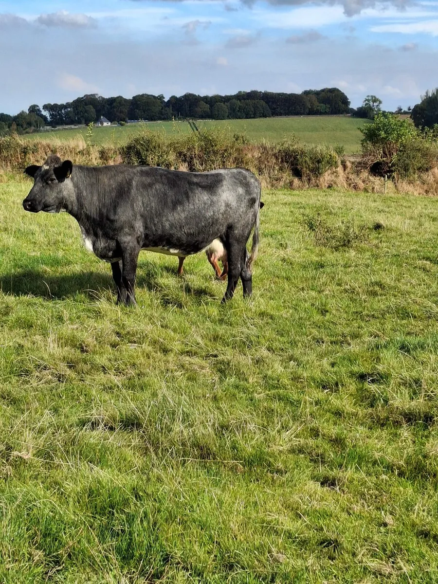 2021 Blue cow with roan calf at foot - Image 2