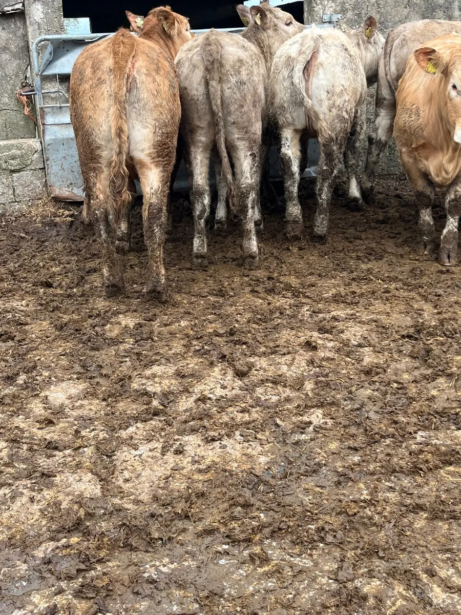 Super store heifers - Image 2