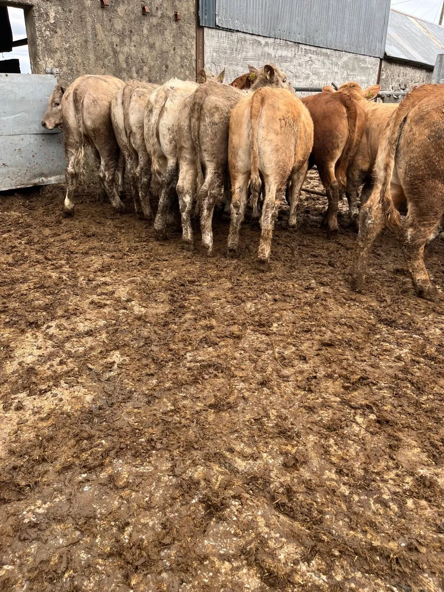 Super store heifers - Image 1