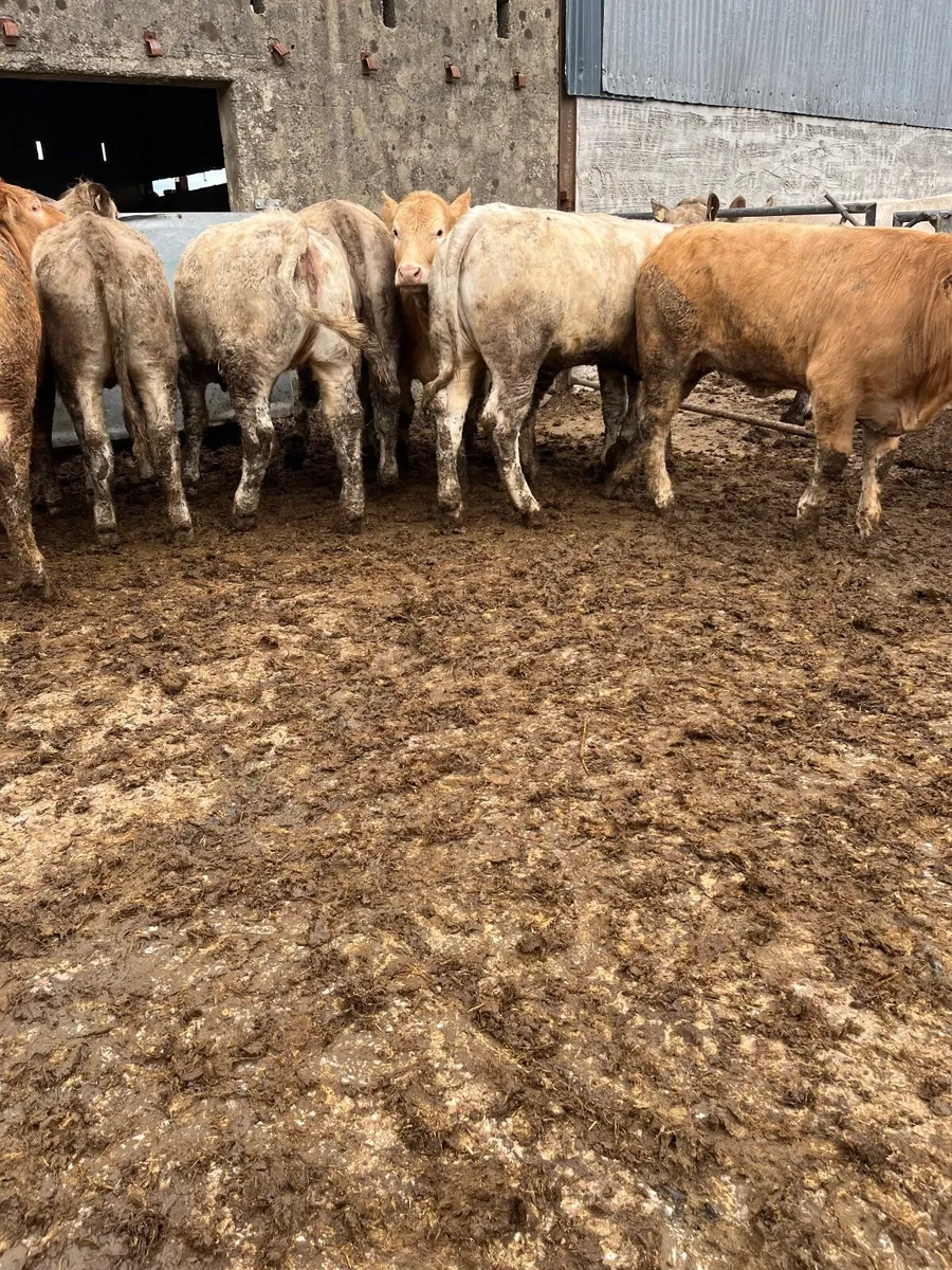 Super store heifers - Image 3