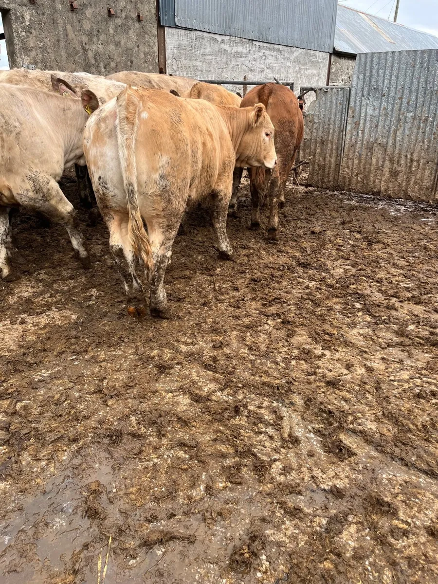 Super store heifers - Image 4