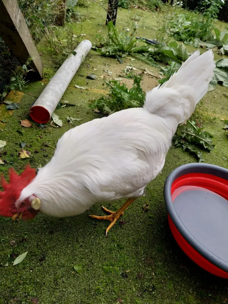 White Leghorn Rooster, two Rhode Island Roosters. - Image 1