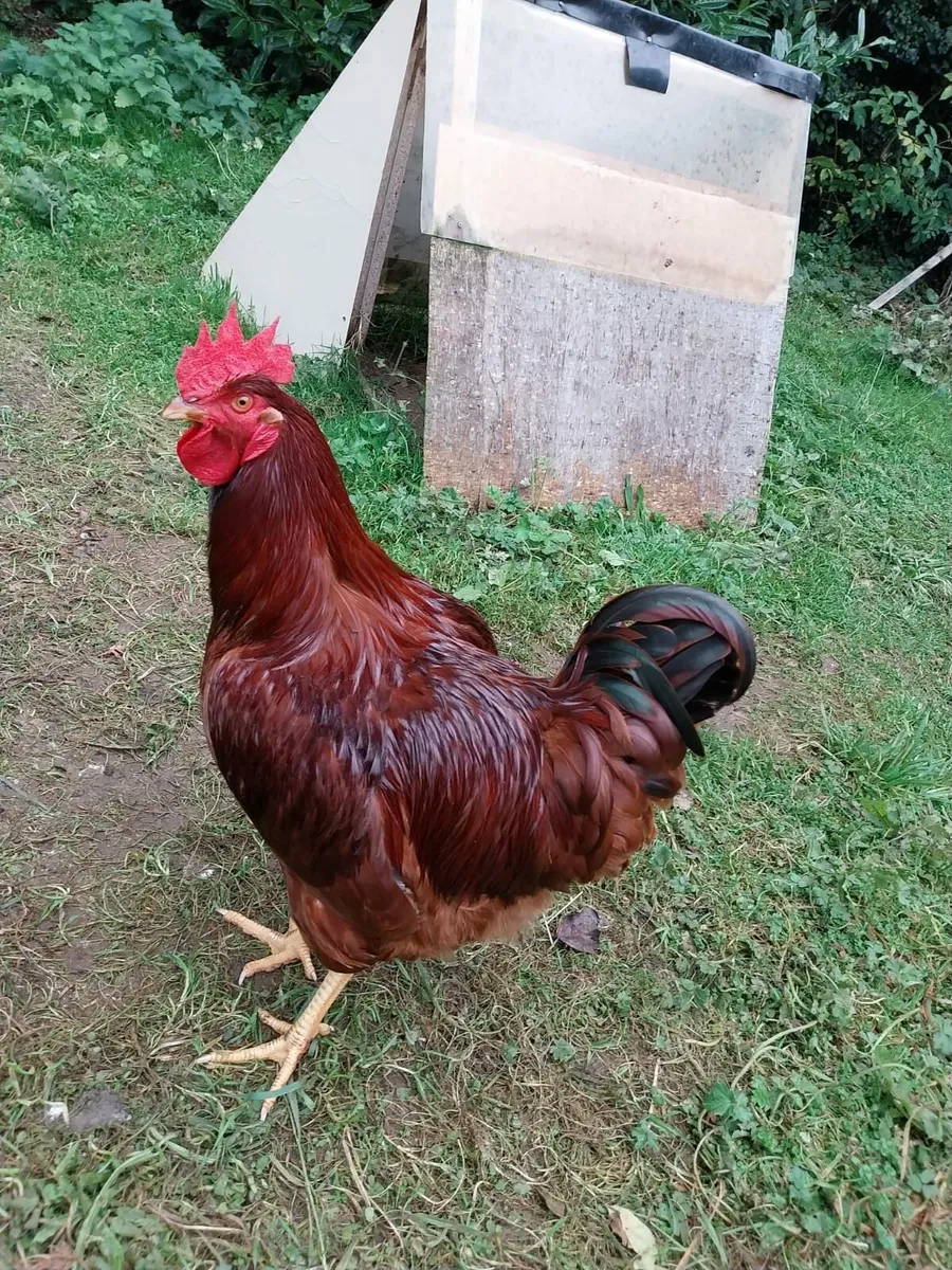 White Leghorn Rooster, two Rhode Island Roosters. - Image 2