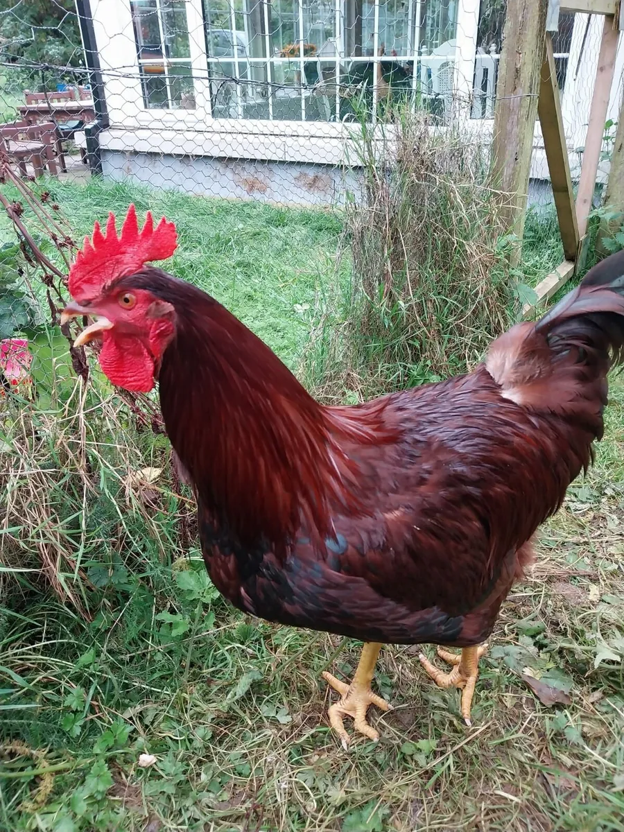 White Leghorn Rooster, two Rhode Island Roosters. - Image 3