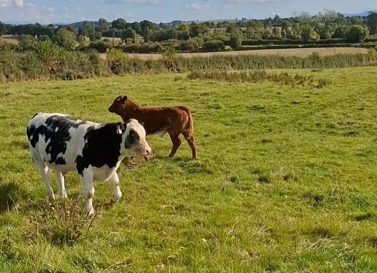 2021 Blue cow with roan calf at foot - Image 3