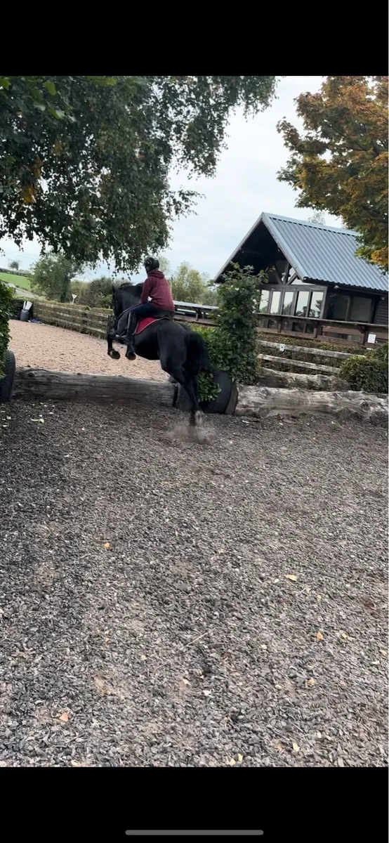 Freisian mare - Image 1