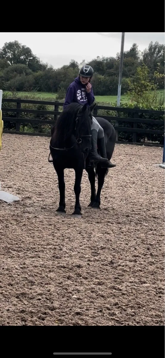Freisian mare - Image 2