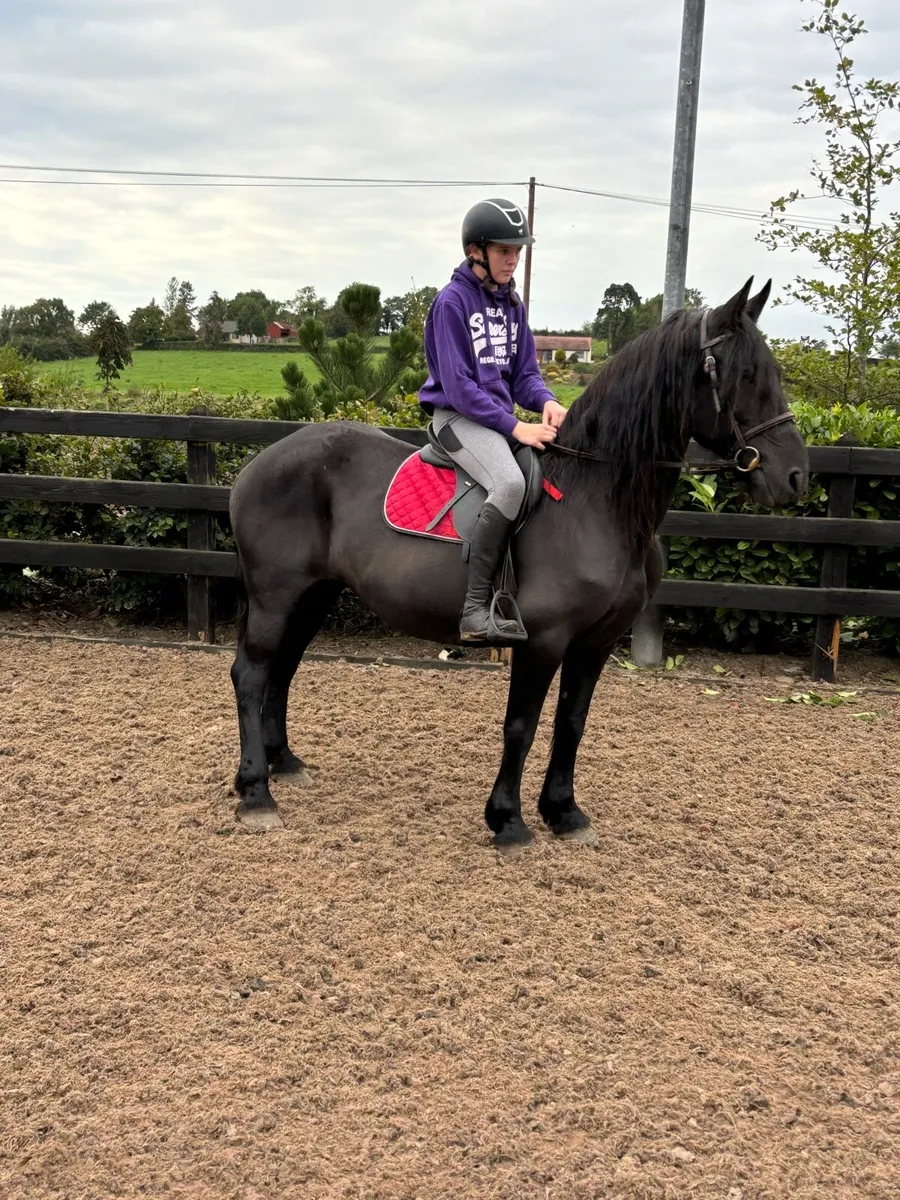 Freisian mare - Image 3