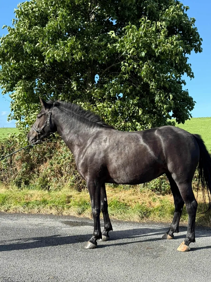 Sport pony 14.2 by 'Hans' - Image 2