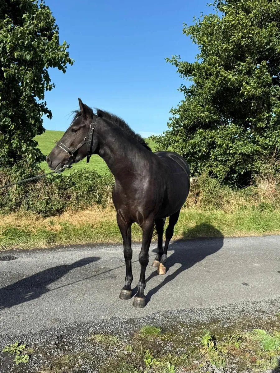 Sport pony 14.2 by 'Hans' - Image 3