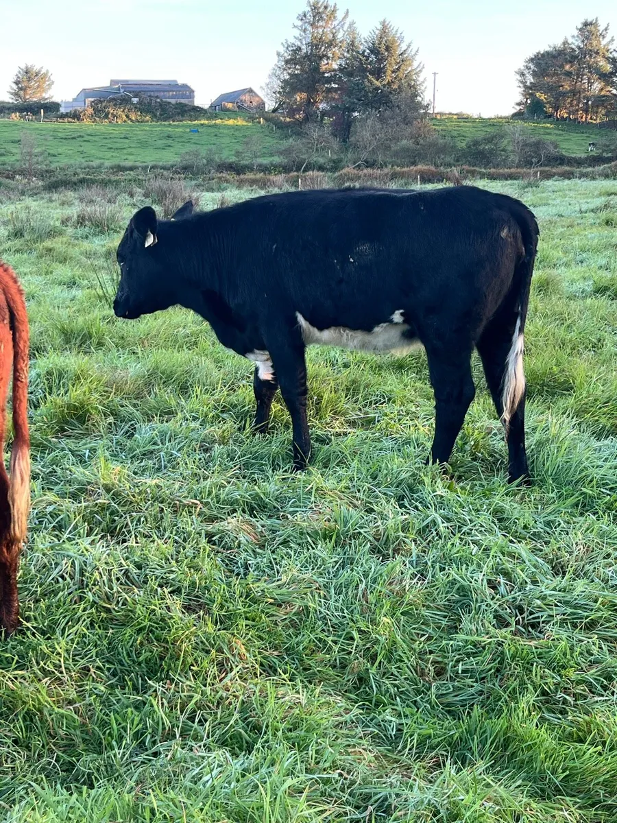 Shorthorn Heifers - Image 4