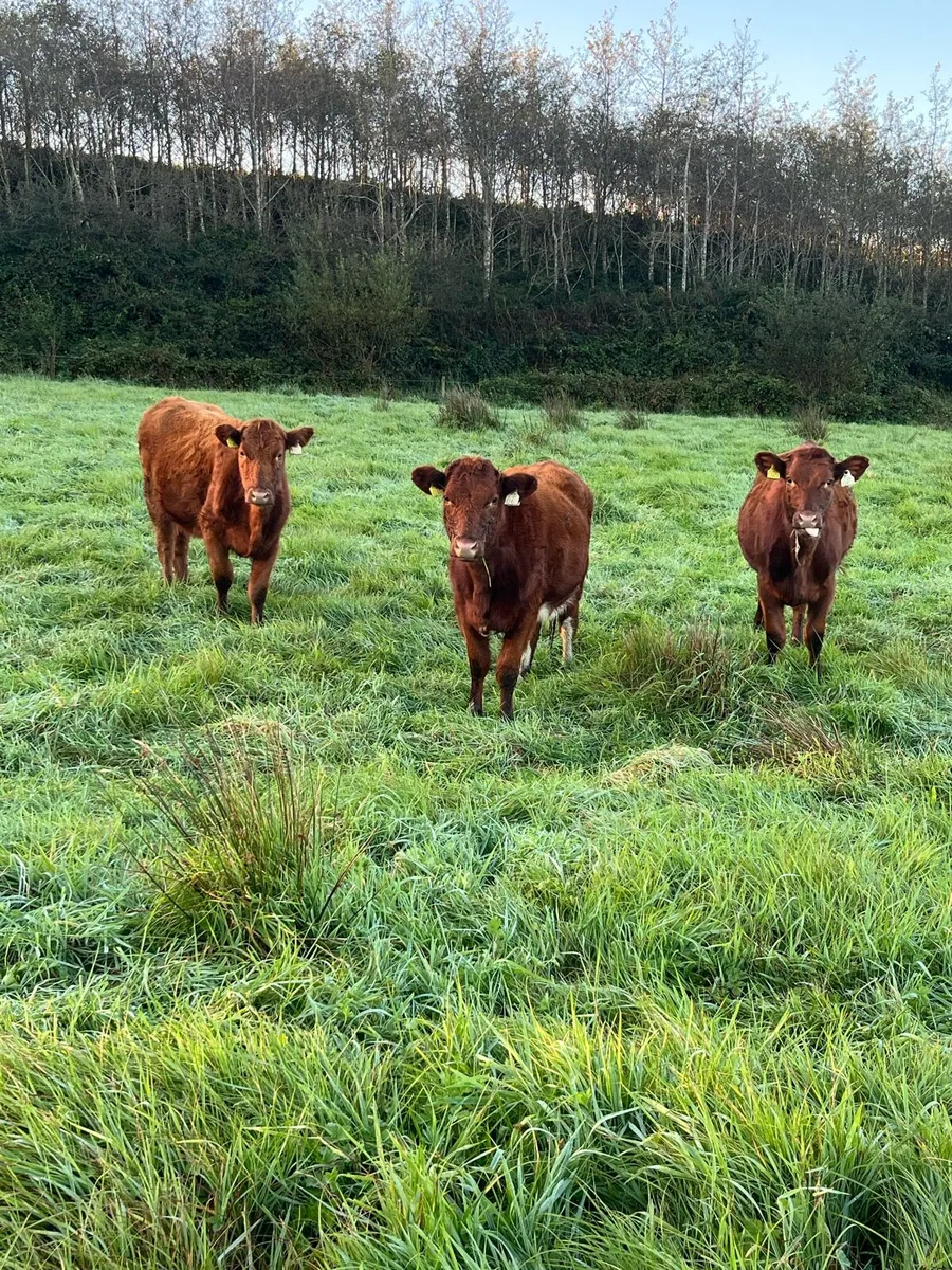 Shorthorn Heifers - Image 1