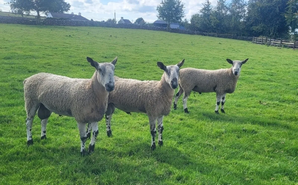 Bluefaced Leicester Hogget Rams - Image 1