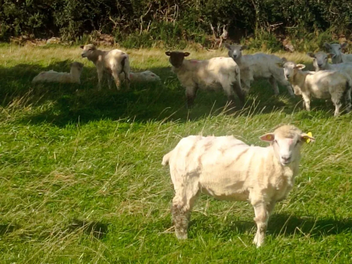 Ewe lambs - Image 1
