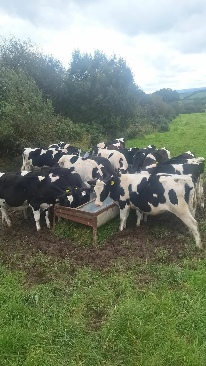 48 fresian heifer and bull calves - Image 1