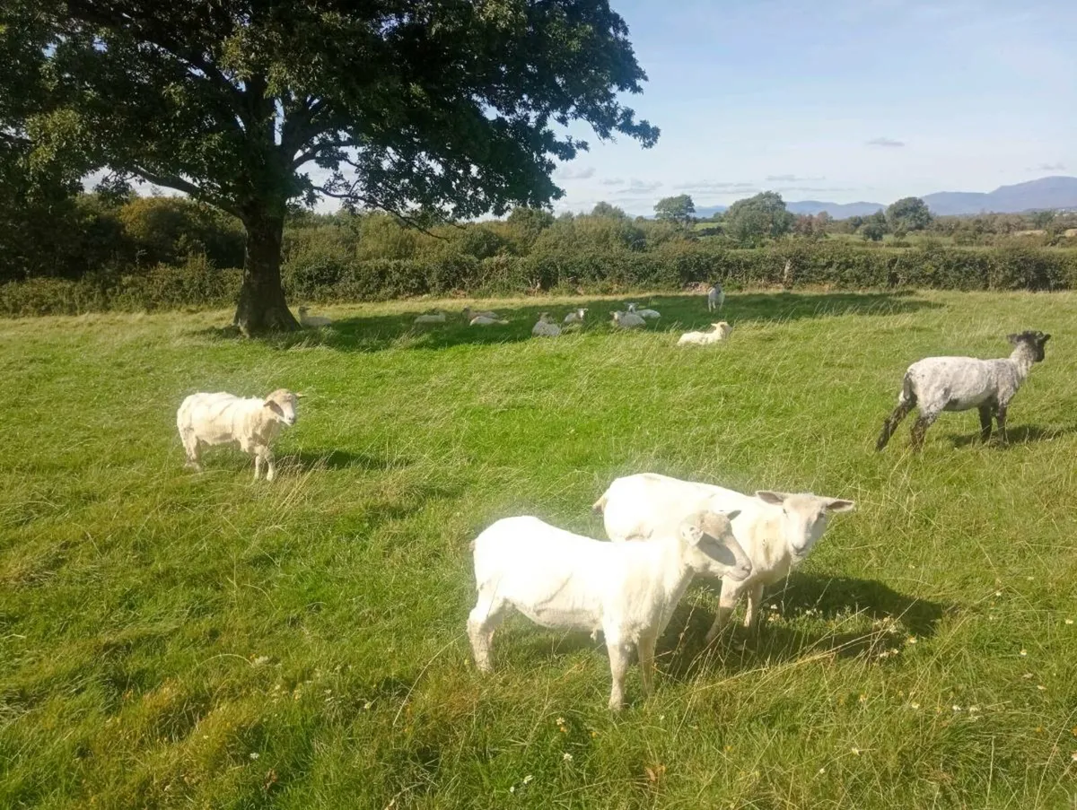 Ewe lambs - Image 2