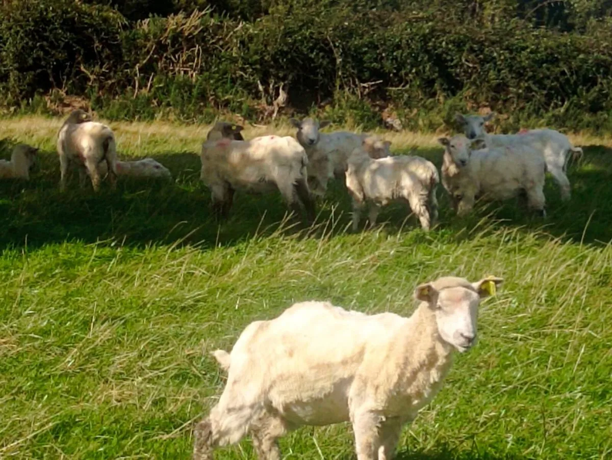 Ewe lambs - Image 3