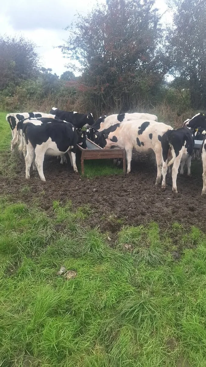 48 fresian heifer and bull calves - Image 3