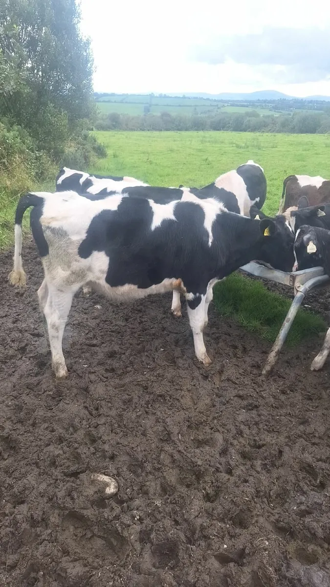 48 fresian heifer and bull calves - Image 4