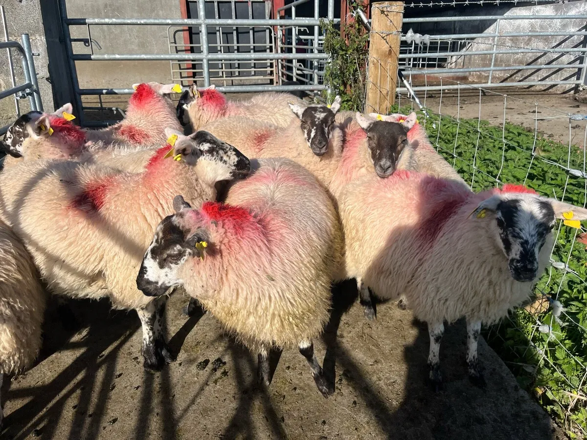 10 ewe lambs - Image 1