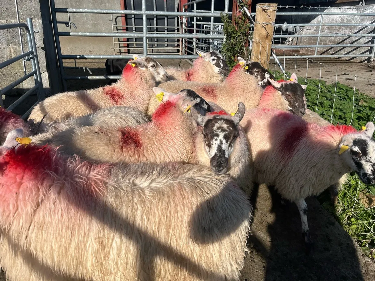 10 ewe lambs - Image 2