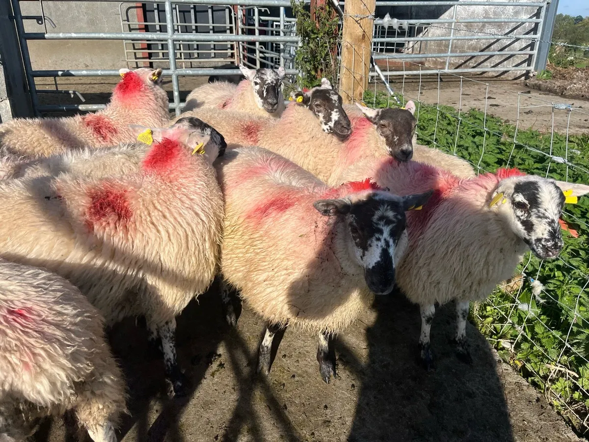 10 ewe lambs - Image 3