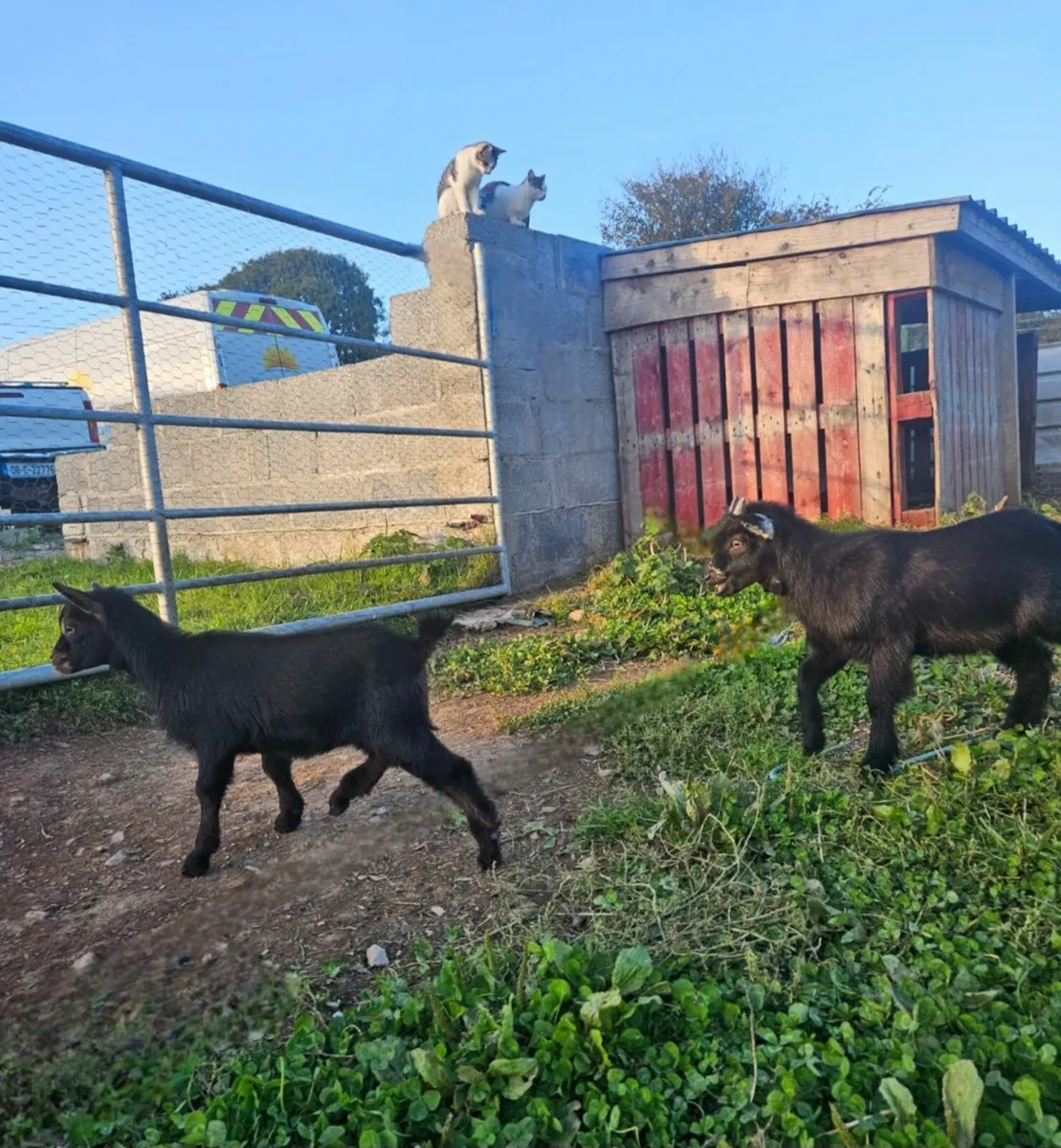 Pygmy goats - Image 1